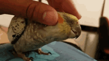 pasha bird scritch cute cockatiel