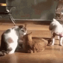 Cat Punch GIF - Cat Punch Cats GIFs