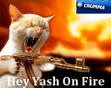 Cat Gun Cat Fight GIF - Cat Gun Cat Cat Fight GIFs