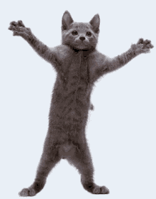 Cat Dance GIF - Cat Dance Vime World GIFs