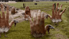 Hands Chicken GIF - Hands Chicken Weird Animal GIFs