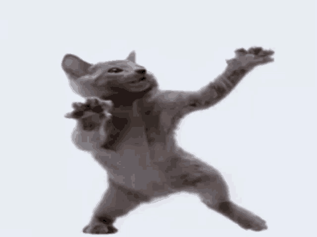Cat Dance 