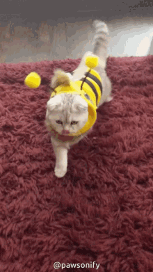 Bee Cat GIF - Bee Cat Cat Love GIFs