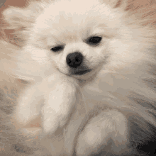Pomeranian Cute GIF - Pomeranian Cute Pao Pao GIFs