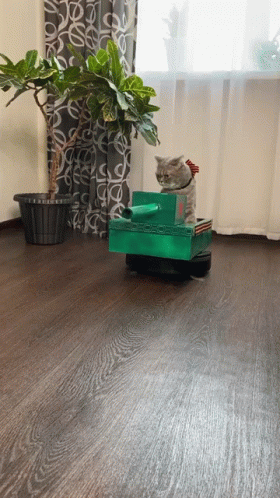 9%D0%BC%D0%B0%D1%8F-%D0%BA%D0%BE%D1%82.g