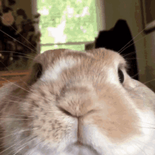 Bunny Bunnyselfie Selfie Bunnyselfies GIF - Bunny Bunnyselfie Selfie Bunnyselfies GIFs
