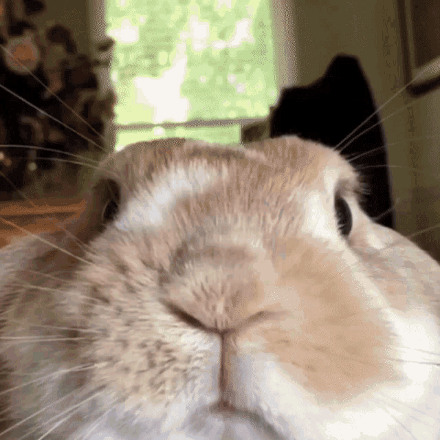 Bunny Bunnyselfie Selfie Bunnyselfies GIF - Bunny Bunnyselfie Selfie Bunnyselfies GIFs