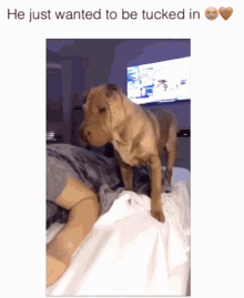 Dogs Goodnight GIF - Dogs Goodnight Wants To Be Tucked In GIFs