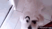 Dog Eyebrow Raise Dog Eyebrows GIF - Dog Eyebrow Raise Dog Eyebrows The Rock Dog GIFs