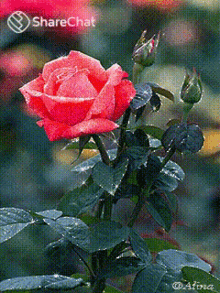 रोज़ गुलाब GIF - रोज़ गुलाब फूल GIFs