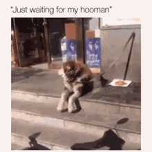 Dog Waiting GIF - Dog Waiting Hooman GIFs