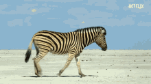 Zebra Walking GIF - Zebra Walking Desert GIFs