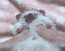 hedgehog massage cute adorable