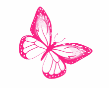 butterfly pink butterfly freedom pretty nature