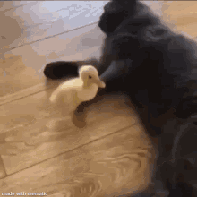 cat angry funny cat duckling duck