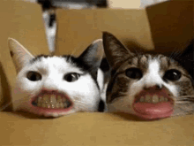 Funny Cats GIF - Funny Cats Teeth GIFs