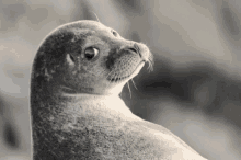 Seal With GIF - Seal With It GIFs