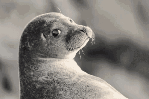 seal-with.gif