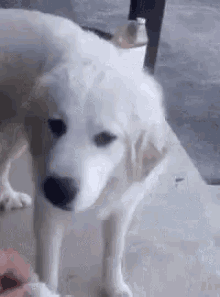 when-you-offer-your-dog-food-funny-animals.gif