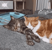 Cats Hug GIF - Cats Hug Cuddle GIFs