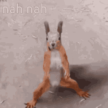 Tanzendes Eichhörnchen dancing squirrel Magnet: Let's dance Kühlschrank 