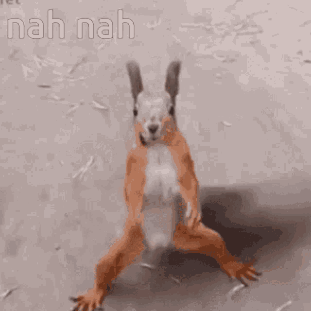 https://c.tenor.com/bE7tzIvQAeoAAAAd/squirrel-dancing-cute.gif