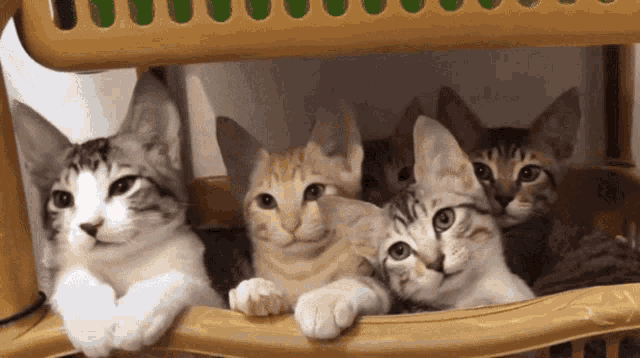 cute-cats-cute.gif