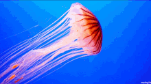 Aquário Jellyfish GIF - Aquário Jellyfish Sea Creature GIFs