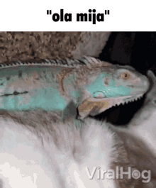 Cat Iguana GIF - Cat Iguana Ola Mija GIFs