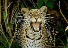 Mood Excited GIF - Mood Excited Jaguar GIFs