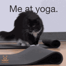 Yoga Cat GIF - Yoga Cat GIFs