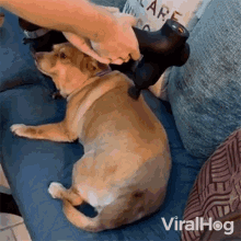 Dog Massage Viralhog GIF - Dog Massage Viralhog Dog Getting Massage GIFs