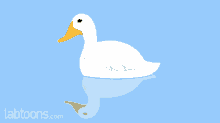 duck clear water reflection movement floating