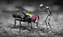 Pet Fly Klappafluga GIF - Pet Fly Klappafluga Skeleton Fly GIFs