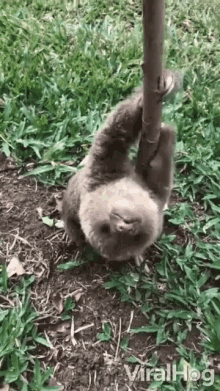 Yawning Cute GIF - Yawning Cute Sloth GIFs