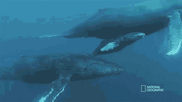 child-and-mother-humpback-whale-migration.gif