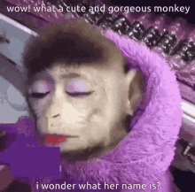pamela gorgeous monkey