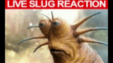 Live Slug Reaction GIF - Live Slug Reaction GIFs