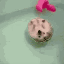Floating Hedgehog GIF - Floating Hedgehog GIFs
