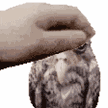 funny owl funny owl wet owl wet funny owl funny owl wet owl wet
