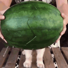 Hello Watermelon GIF - Hello Watermelon Dog GIFs