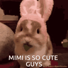 Mimi Mimi Eat GIF - Mimi Mimi Eat Miyo GIFs