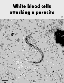 Nkcells Parasite GIF - Nkcells Parasite GIFs