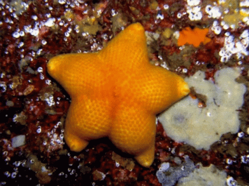 Le RP en Gif  - Page 4 Twerking-starfish