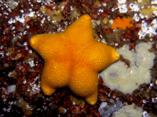 Twerking Starfish GIF - Twerking Starfish Butt GIFs