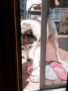 mya opens the door open door dog come in