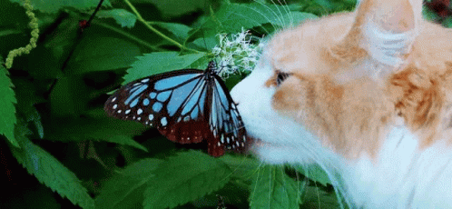 Cat Butterfly GIF - Cat Butterfly Aesthetic - Discover & Share GIFs