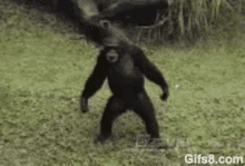 monkey common