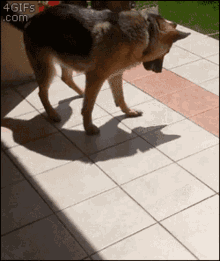 dog cute curious shadow pet