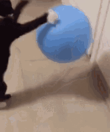 Cat Ball GIF - Cat Ball Bounce GIFs